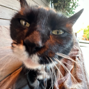 rat-with-autisim avatar