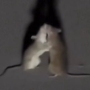 ratbastarddotfuck avatar