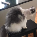 ratchetassthing avatar