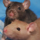 ratdistrict-blog avatar