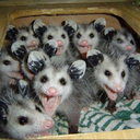 rateapossum avatar