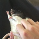 rathalloffame avatar