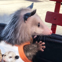 ratkingscratchings avatar