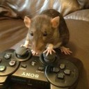ratlegend avatar