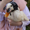 rats-reblogging avatar