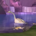 rats-with-polio avatar