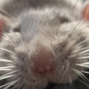 rats02132 avatar