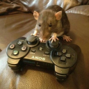 ratsloves avatar