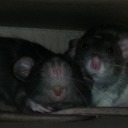 ratsnrats avatar
