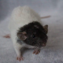 rattietales avatar