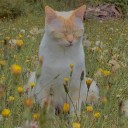 rattling-teacups avatar