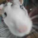 rattus4life avatar