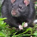 rattusnorveglcus avatar