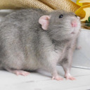 rattydisaster avatar