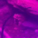 ratwingsandvampires avatar