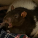 ratyawn avatar