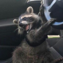 ravagingracoon avatar