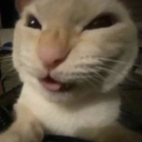 ravareference avatar