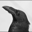 raven-drakeaurd-blog avatar