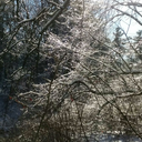 raven-of-chaos-and-insanity avatar