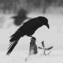 raven-of-maeterlinck avatar