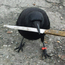 raven-with-a-knife avatar