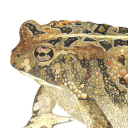 ravenclawreadings avatar