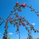 ravenscarecrow avatar