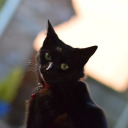 raventheblackcat avatar