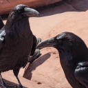 ravenwoodfeather avatar