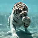 rawrwatertiger avatar