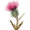 rawthistle avatar