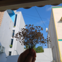 raythebiscuit avatar