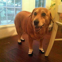 razzle-dazzle-strology avatar