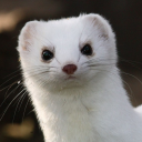 reactor-tech-ermine avatar