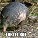 reading-armadillos avatar