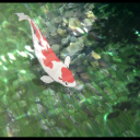 readingshrimp avatar