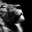 ready-to-roar avatar