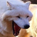 reagan-the-saunders avatar