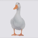 real-duck avatar