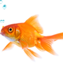 real-fish-facts-blog avatar