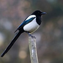 real-life-magpie avatar