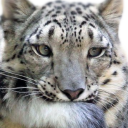 real-life-schnee avatar