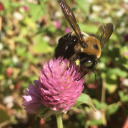 real-life-stardew avatar