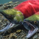 real-s4lmonid avatar