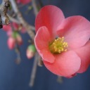 real-tired-of-your-shit avatar