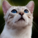 real-warriors avatar