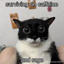 realiside-of-politics avatar