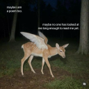 realityfordummies avatar