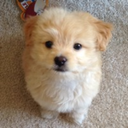 really-cute-puppies-blog avatar